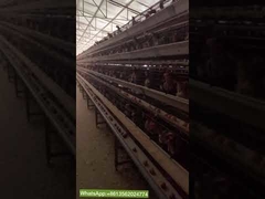 Silver Star Poultry Farm Animal Husbandry Battery Layer Chicken Cage A Frame