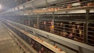 মুরগির খাঁচা