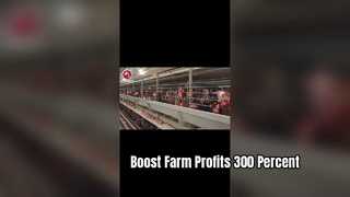 H Type Automatic Poultry Cage System for Layer Farms