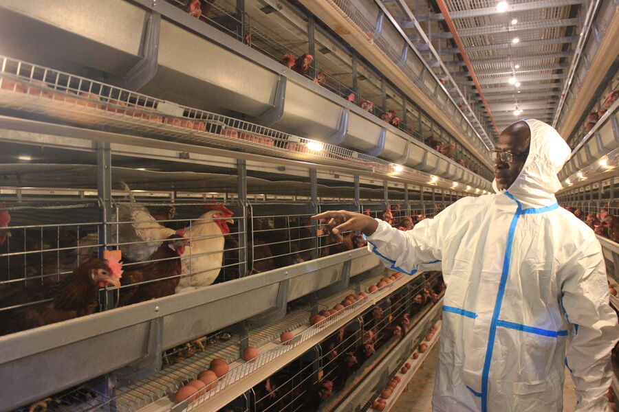 চীন Henan Silver Star Poultry Equipment Co.,LTD সংস্থা প্রোফাইল