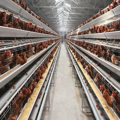 Automatic H-Type Broiler Battery Cage System for Commercial Chicken Farms with Hot-Dip Galvanized 3-8 Tiers