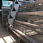 Layer Chicken Cage Poultry Farming Equipment 96 Birds 120 Birds
