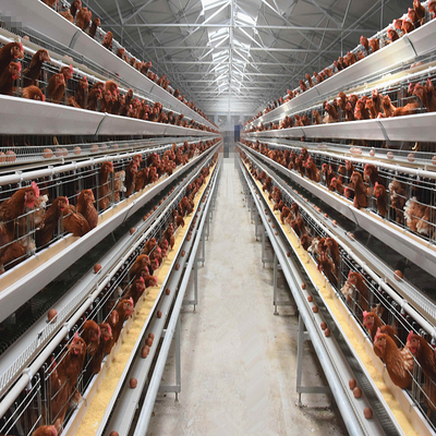 A specialized layer battery cage for poultry farms, housing chickens for laying hen operations.