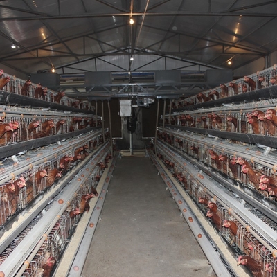 Galvanized Battery Cage System For Egg-laying Hens