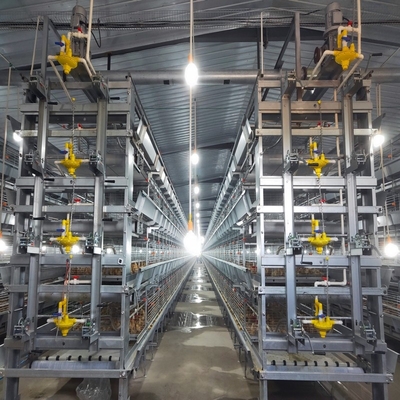 H Type Chick Cages For Automatic Poultry Broiler Chicken Housing