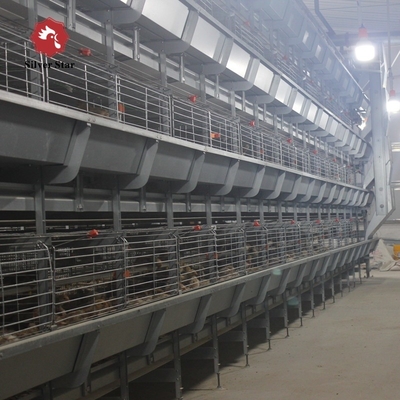 HDG Steel Broiler Chicken Cages Chicken Meat Broiler Cages With Automatic Poultry Feeding