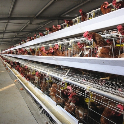 1950×2300×2000 Automatic Layer Battery Poultry Chicken Cage Chicken Layer Farming Equipment