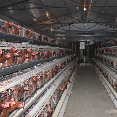 Hot Galvanized Egg Layer Chicken Cages With Automatic Battery Cage Farming Equipment And Egg Collection Disinfection Sys