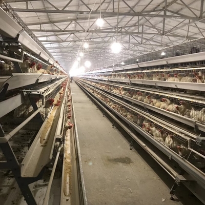 Galvanized Poultry Hen Chicken Cage And Water System For 10000 Birds Poultry Farm Design Layout