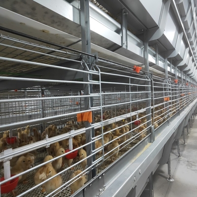HDG Steel Broiler Chicken Cages Chicken Meat Broiler Cages With Automatic Poultry Feeding