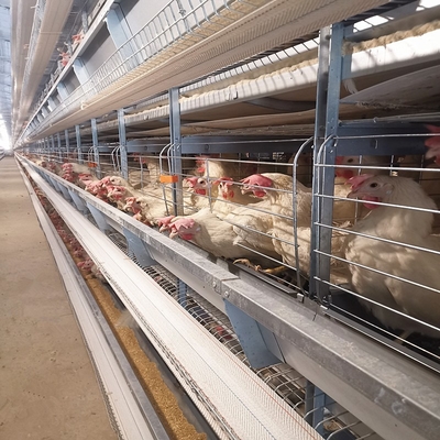 Poultry Farm House Features Hot Galvanized Battery Cages Specifically Designed For Laying Hens.