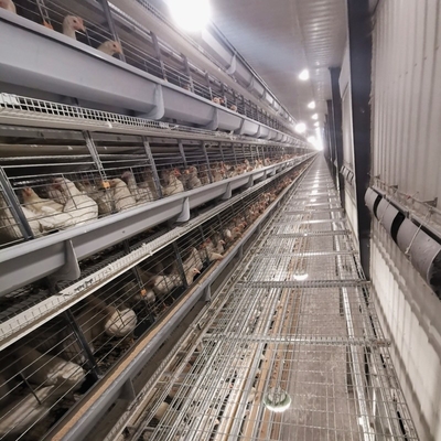 Poultry Farm House Features Hot Galvanized Battery Cages Specifically Designed For Laying Hens.