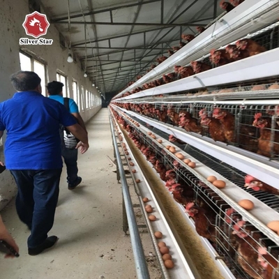 Battery Cages For Laying Hens In The Poultry Farm House Constructed With Hot-dip Galvanized Steel.