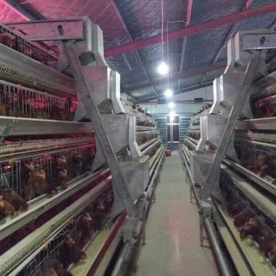 Poultry Farm House Features Hot Galvanized Battery Cages Specifically Designed For Laying Hens.