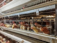 Q235 Chicken Farming Equipment , 54-384 Birds/Set H / A Type Layer Cage