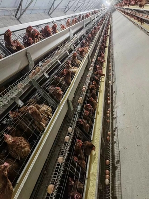 2024 Galvanized A-Type Laying Hens H-Type Battery Cage And Automatic Breeding System