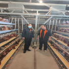 380V 3phase Farm Layer Chicken Cage For Laying Hens SGS Approval