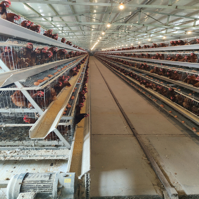 1950×2300×2000 Automatic Layer Battery Poultry Chicken Cage Chicken Layer Farming Equipment