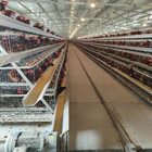 Q235 Chicken Farming Equipment , 54-384 Birds/Set H / A Type Layer Cage