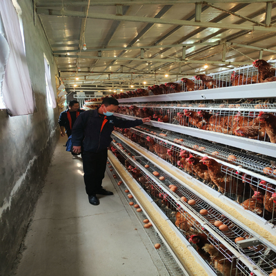 1950×2300×2000 Automatic Layer Battery Poultry Chicken Cage Chicken Layer Farming Equipment
