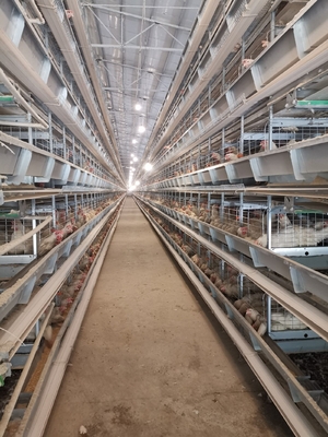 1950×2300×2000 Automatic Layer Battery Poultry Chicken Cage Chicken Layer Farming Equipment