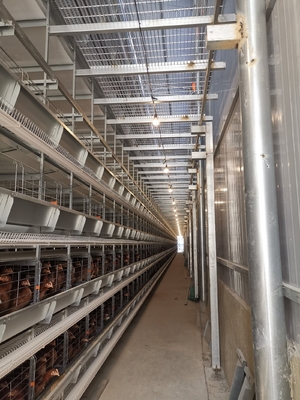 1950×2300×2000 Automatic Layer Battery Poultry Chicken Cage Chicken Layer Farming Equipment