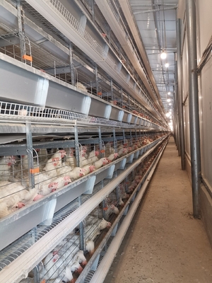 1950×2300×1500 Automatic A Type H Type Poultry Farming Chicken Cage For Layer Equipment