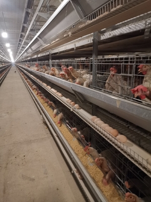 1950×2300×1500 Automatic A Type H Type Poultry Farming Chicken Cage For Layer Equipment