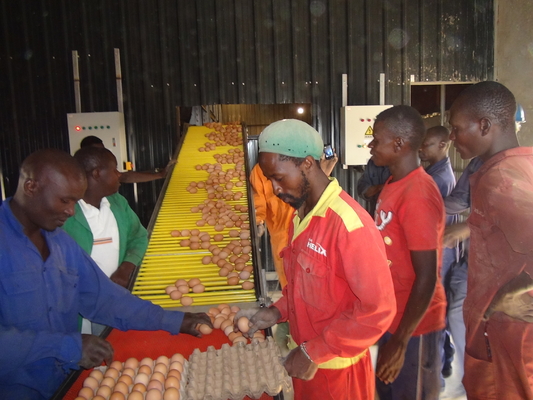 Hot Galvanized Egg Layer Chicken Cages With Automatic Battery Cage Farming Equipment And Egg Collection Disinfection Sys