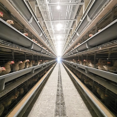 Hot Galvanized Automatic H Type Chicken Brooder Layer Cage Broiler Poultry Cage Raising Poultry Farm