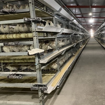 Hot Galvanized Egg Layer Chicken Cages With Automatic Battery Cage Farming Equipment And Egg Collection Disinfection Sys