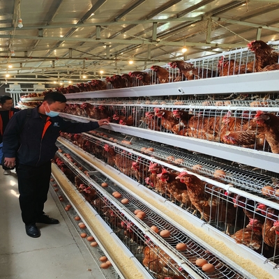 Automatic Egg Laying Chicken Cages Hot Galvanized With Battery Cage Farming Equipment And Egg Collection Disinfection