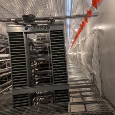 Automated Poultry Equipment 4-8 Tier Hot-Dip Galvanized Egg Collecting Cage