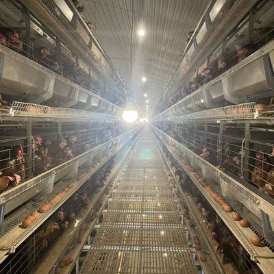 4 Tiers Layer Chicken Cage Featuring Feeders Suitable for Intensive Layer Hen Housing and Streamlined Feeding Operations