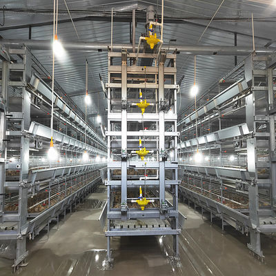 4-tier Automatic Layer Cage System With Ventilation For 120 Birds