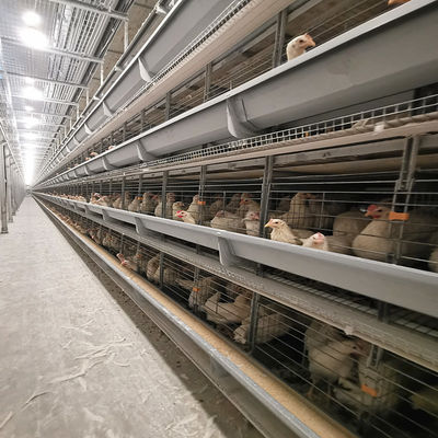 4-tier Automatic Layer Cage System With Ventilation For 120 Birds