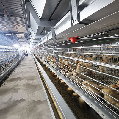 Automatic Broiler Equipment For Chicken House, 380V 50HZ With SONCAP Approval