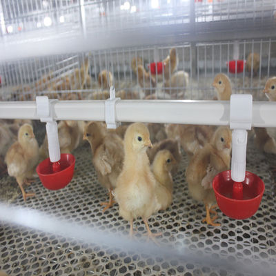 Automatic Broiler Equipment For Chicken House, 380V 50HZ With SONCAP Approval