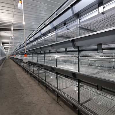 Automatic Broiler Equipment For Chicken House, 380V 50HZ, SONCAP Approved