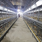 380V 50HZ Automatic Broiler Equipment For Chicken House SONCAP Approval
