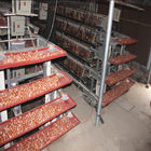 1mm 1.5kw H Type Automatic Egg Collection System No Egg Breakage