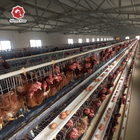Q235 Steel Mire Battery Layer Chicken Cage Breeding Hens Cage