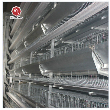 Automatic H-Type Baby Chick Cage System with Galvanized Steel and 100-300 Chickens/set Capacity
