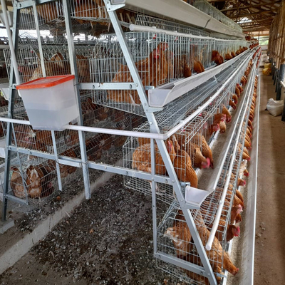 A-type Q235 Steel Baby Chick Cage Equipped With Hot-dip Galvanized Wire Mesh