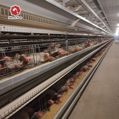 Fully Automatic H-Type Broiler Battery Cage System with Hot-Dip Galvanized Frame for High-Density Commercial Meat Chicken Farms