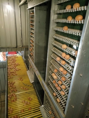Hot Galvanized Layer Cage System For Poultry Farming