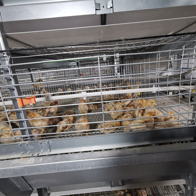 A-type Q235 Steel Cage Designed For Baby Chickens Hot-dip Galvanized Wire Mesh