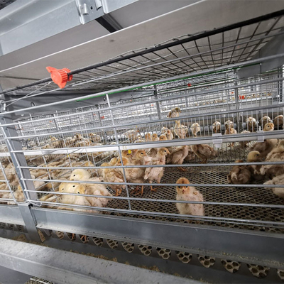 A-type Q235 Steel Cage Designed For Baby Chickens Hot-dip Galvanized Wire Mesh