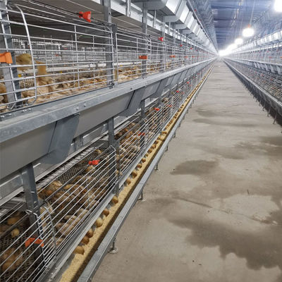Automatic Broiler Battery Cage System Baby Chick Cage Factory Direct Factory Price