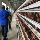 Ladder Type Chicken Laying Eggs Cage Cold And Hot Galvanized